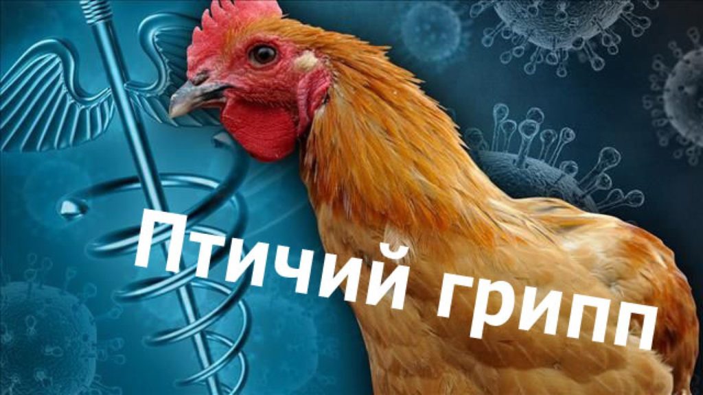 Птичий грипп.