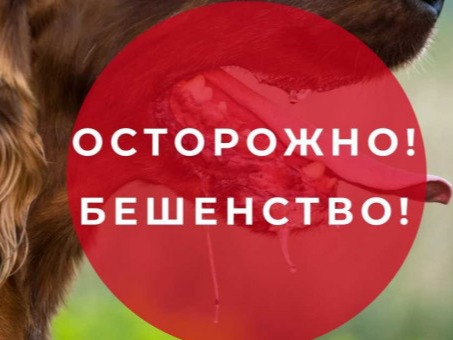 Осторожно бешенство!.